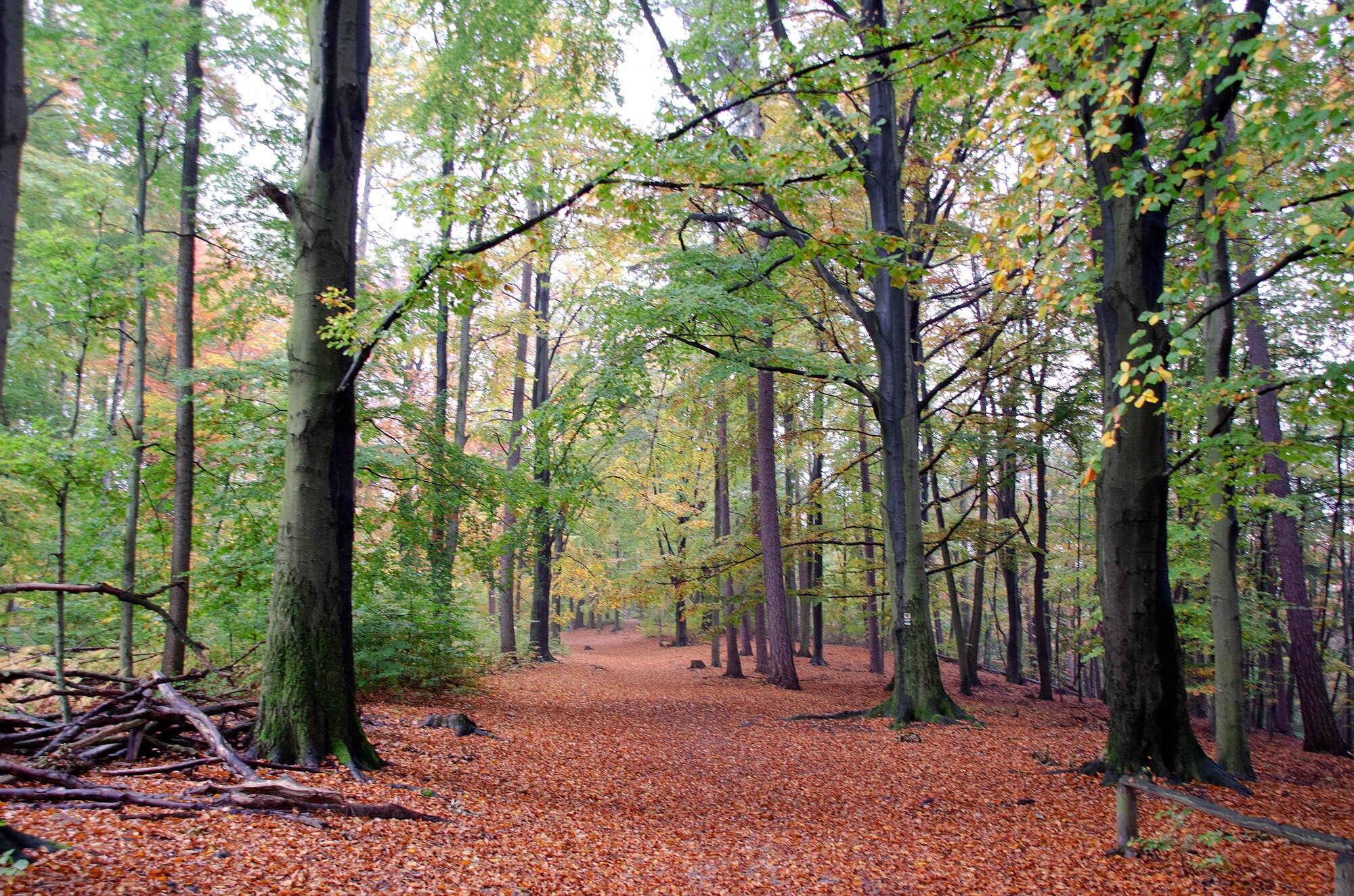 Kunst natur (4)